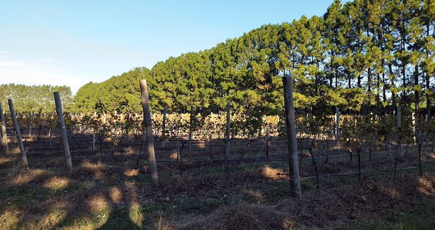Bodega Ecovert