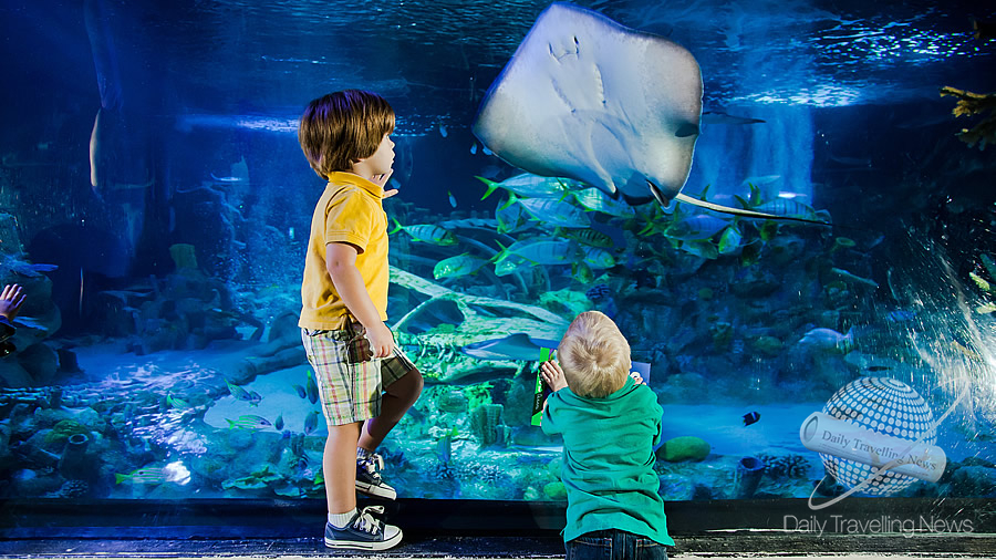 -Los primeros animales nadan en SEA LIFE Florida en LEGOLAND Florida Resort-