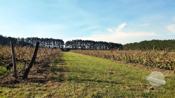 Bodega Ecovert es tradicin e innovacin en la vitivinicultura de Concordia