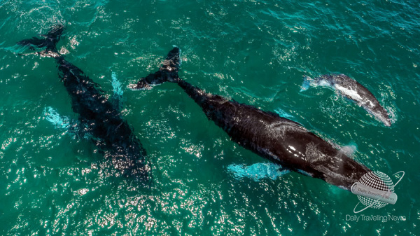 Avistamiento de ballenas: vive la magia del Pacfico en Panam