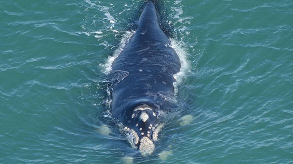 Ballenas en las costas bonaerenses