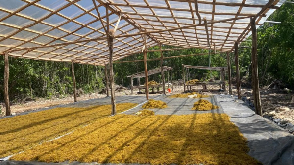 Royal Caribbean Group avanza en su programa de manejo de sargazo en Mahahual, M�xico